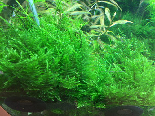 Tropica 1•2•Grow! Taxiphyllum &quot;Taiwan Moss&quot; muschio