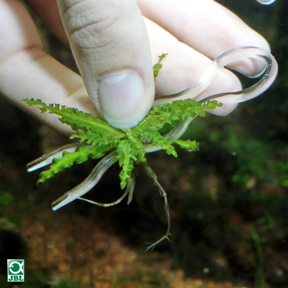 Jbl Plantis Fissaggio radici per piante 12 pz