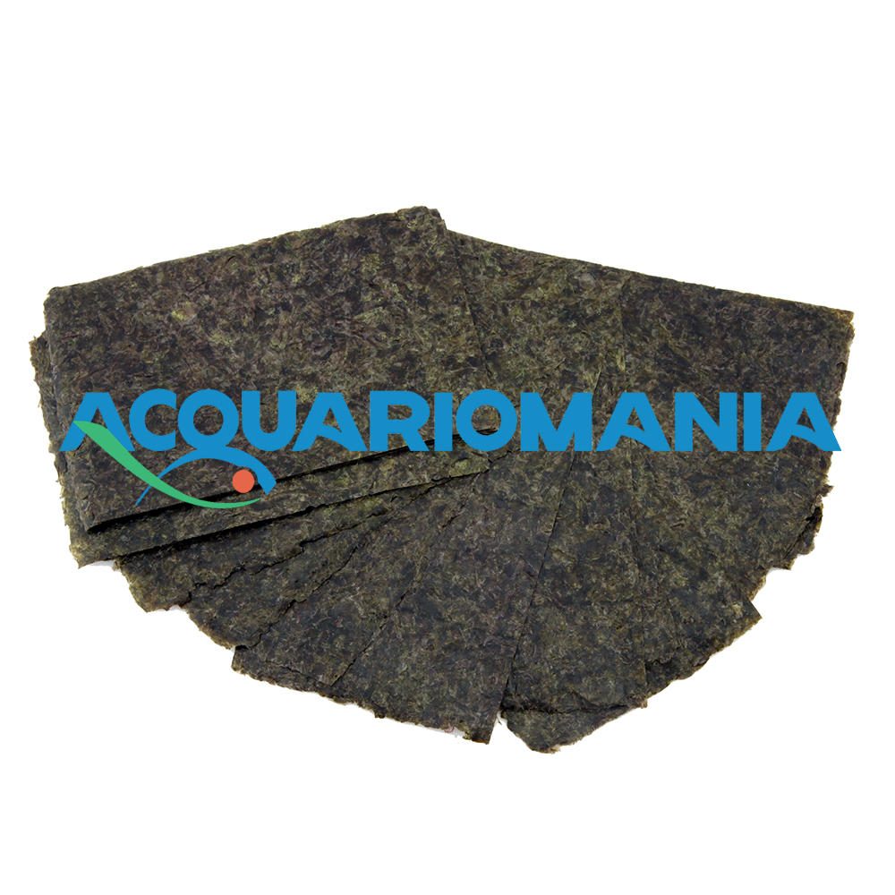 Shg Algarlic alga marina 20 Foglie
