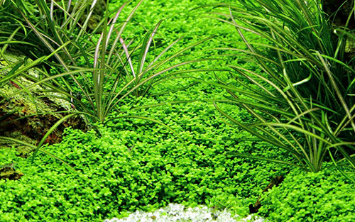 Tropica 1•2•Grow! Hemianthus callitrichoides &quot;Cuba&quot;