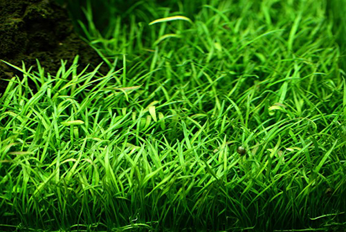 Tropica 1•2•Grow! Lilaeopsis Brasiliensis