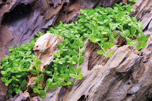 Tropica 1•2•Grow! Micrantherum &quot;Monte Carlo&quot;