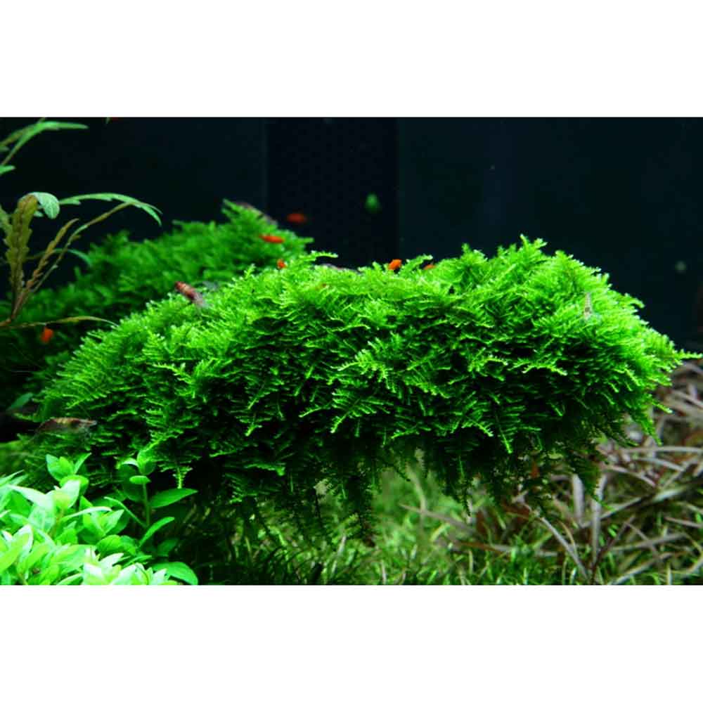 Tropica Vesicularia Dubyana &quot;Christmas&quot; porzione