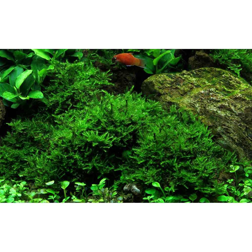 Tropica Vesicularia Dubyana &quot;Christmas&quot; porzione