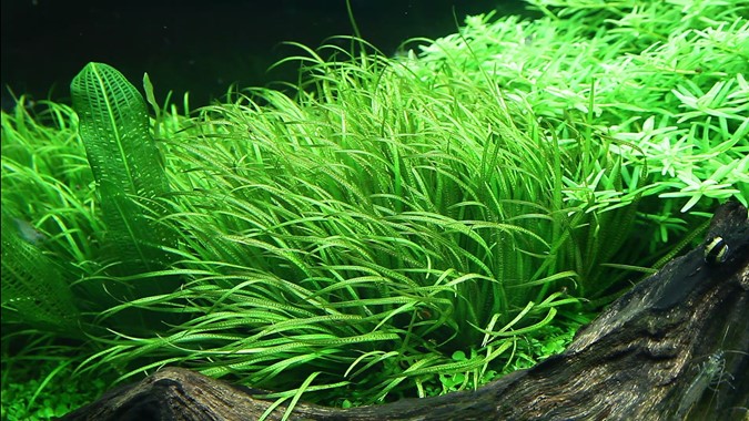 Tropica 1•2•Grow! Blyxa Japonica