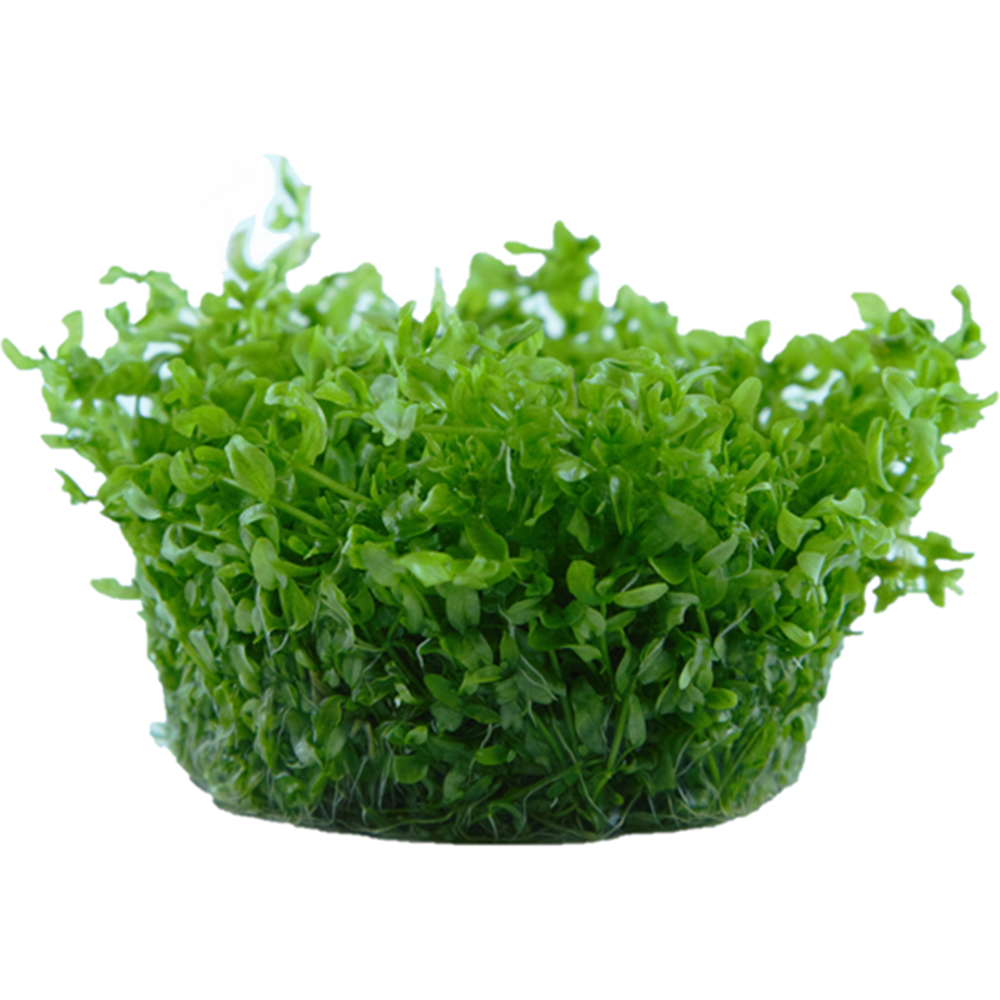 Tropica 1•2•Grow! Hemianthus micranthemoides