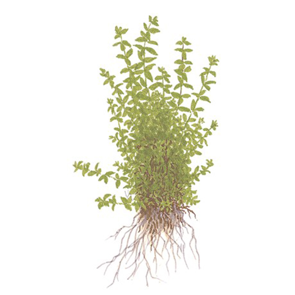 Tropica 1•2•Grow! Hemianthus micranthemoides