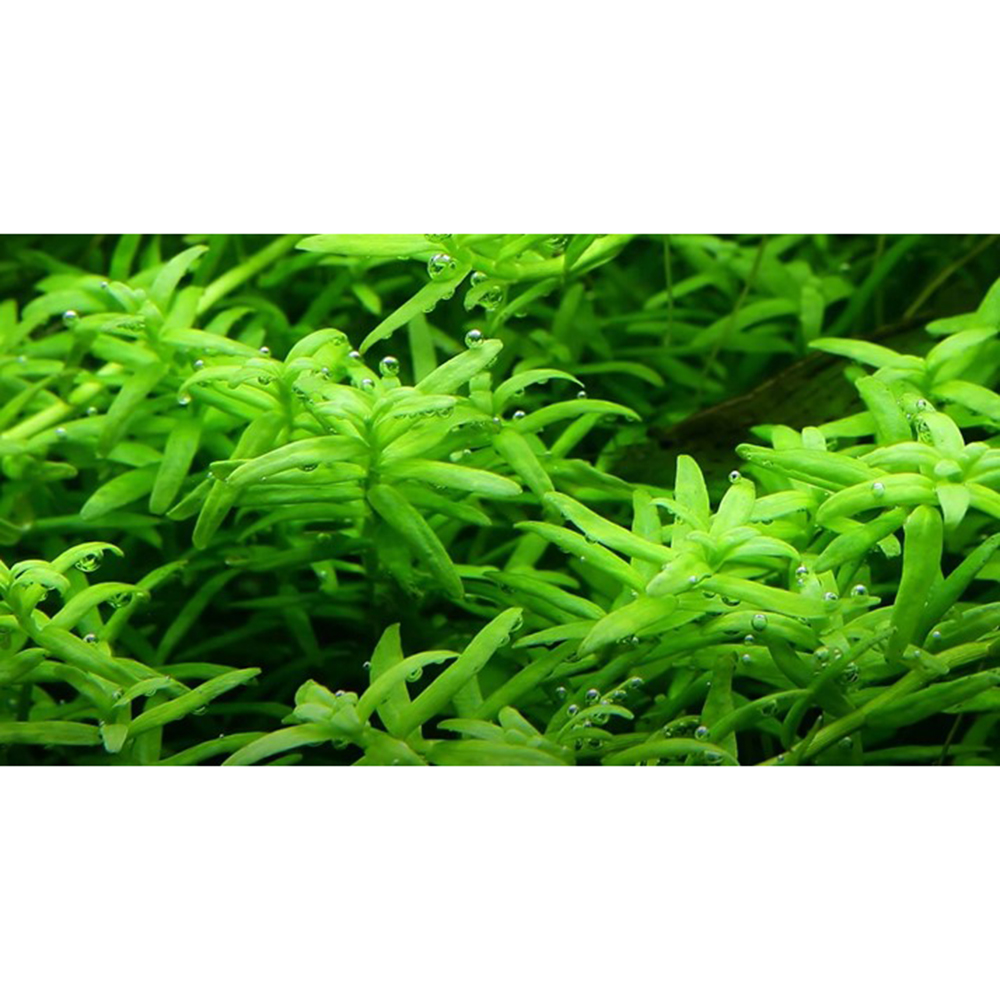 Tropica 1•2•Grow! Rotala Rotundifolia &quot;Green&quot;