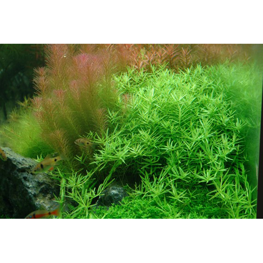 Tropica 1•2•Grow! Rotala Rotundifolia &quot;Green&quot;
