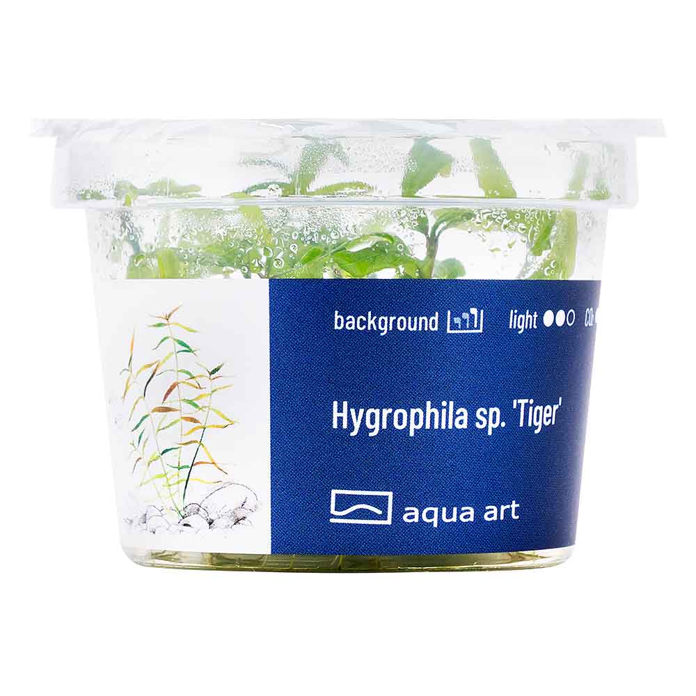 Aqua Art Hygrophila sp. &quot;Tiger&quot; in Vitro Cup