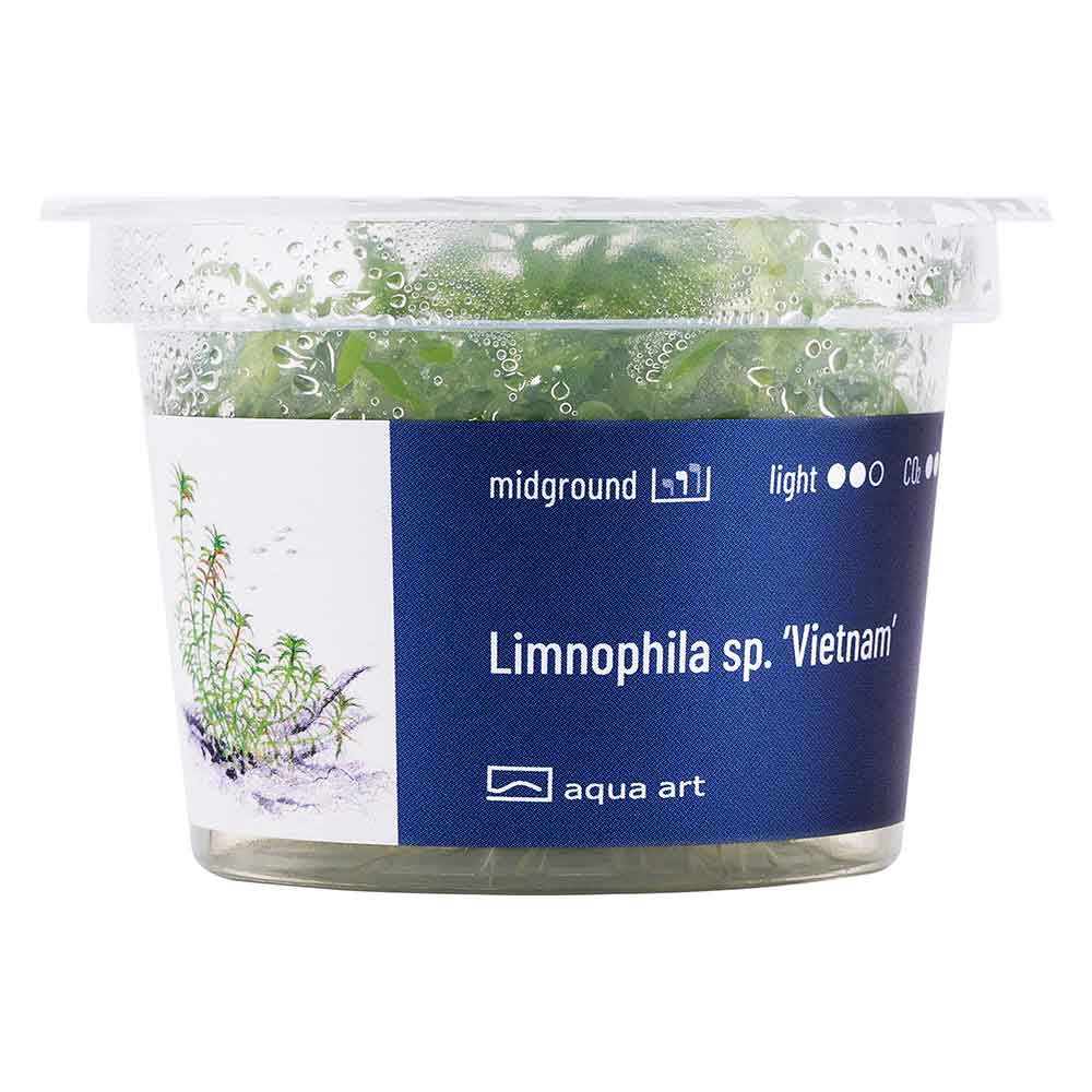 Aqua Art Limnophila sp. &quot;Vietnam&quot;