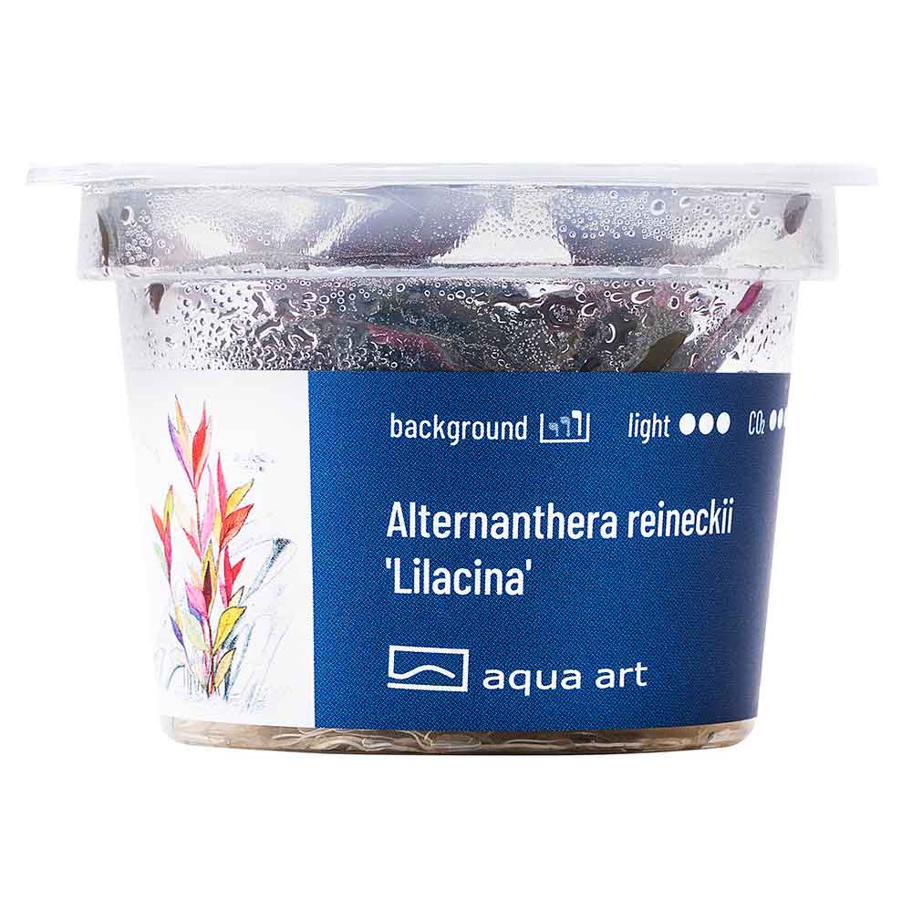 Aqua Art Alternanthera reineckii &quot;Lilacina&quot; in Vitro Cup