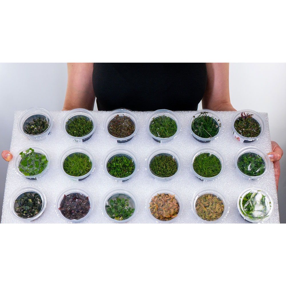 Aqua Art Ludwigia arcuata in Vitro Cup