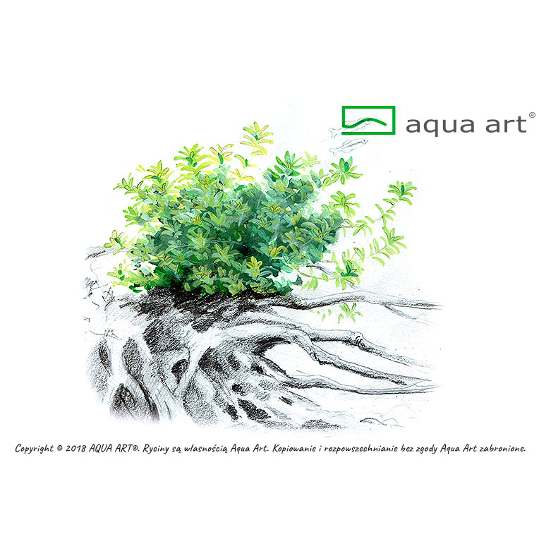 Aqua Art Micranthemum micranhemoides