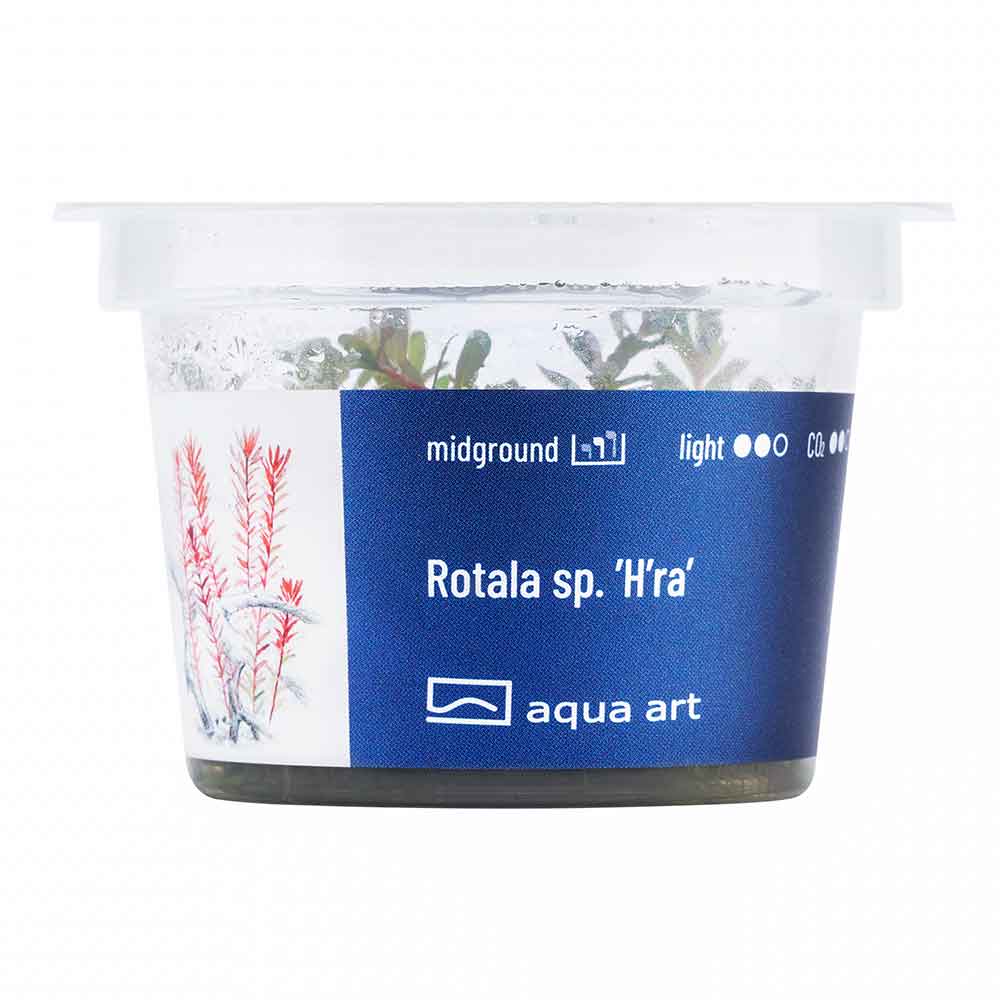 Aqua Art Rotala sp. &quot;H'ra&quot;