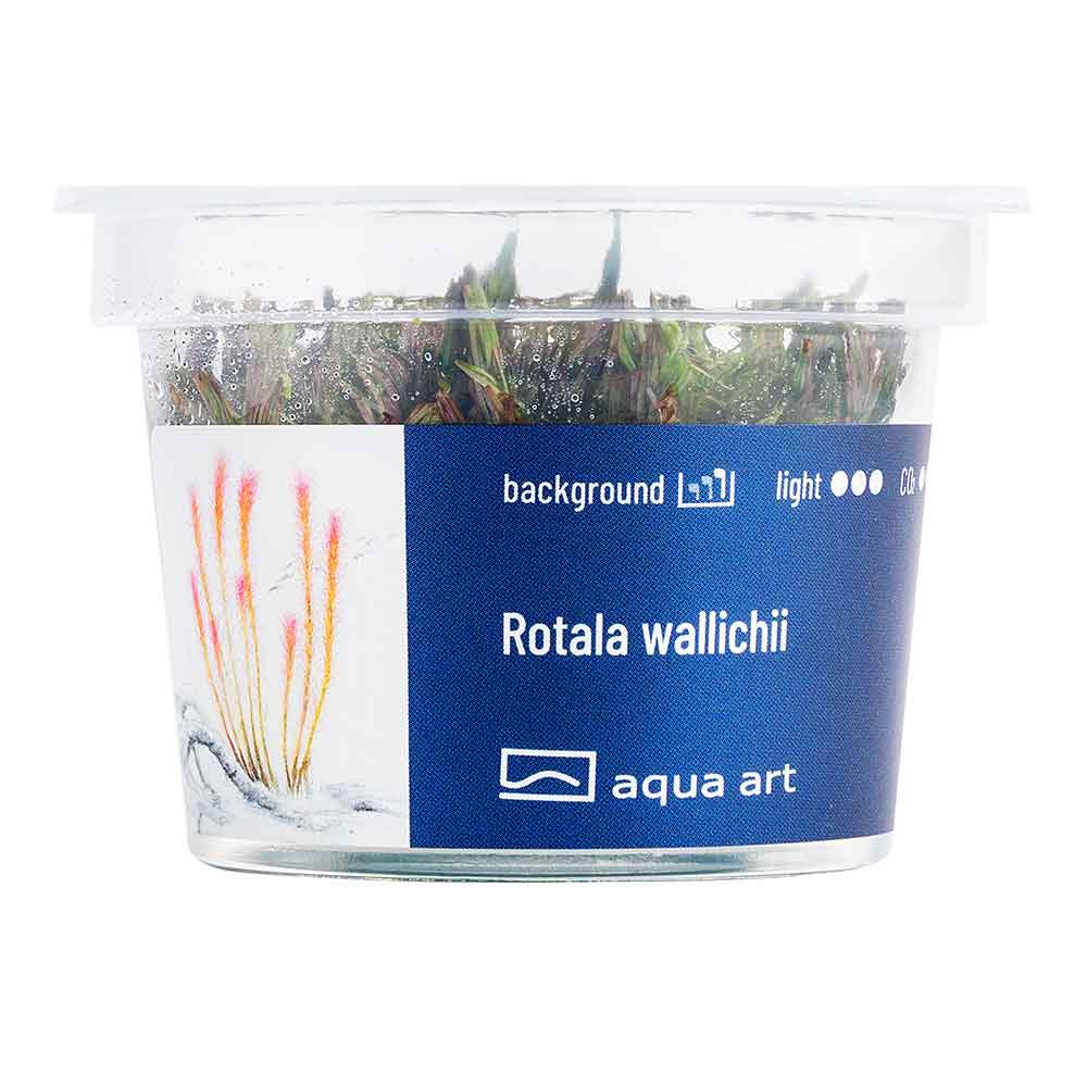 Aqua Art Rotala wallichii in Vitro Cup