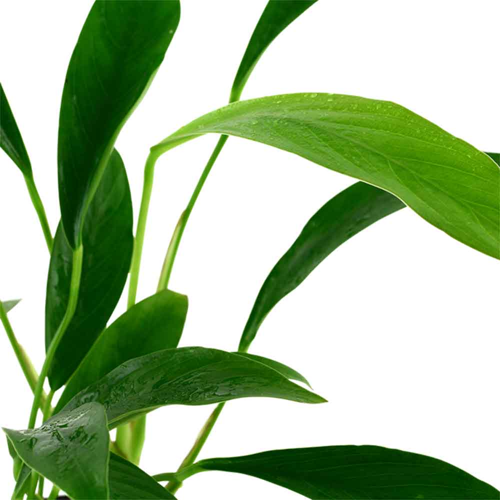 Tropica Anubias Angustifolia in vasetto