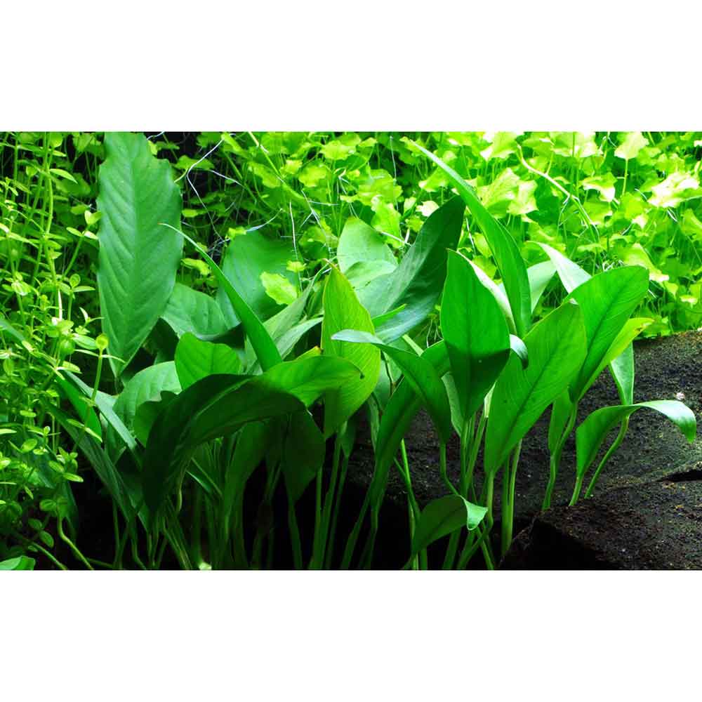 Tropica Anubias Angustifolia in vasetto