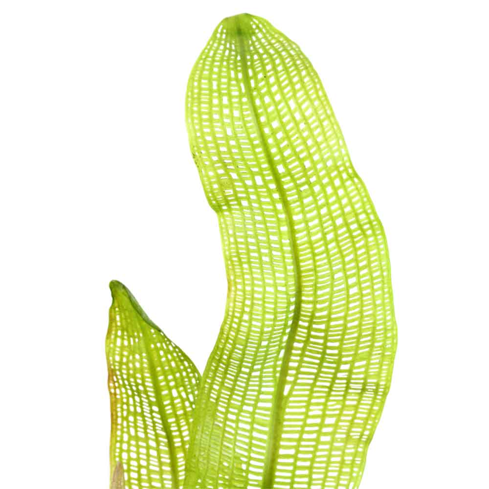 Tropica Aponogeton Madagascariensis a bulbo