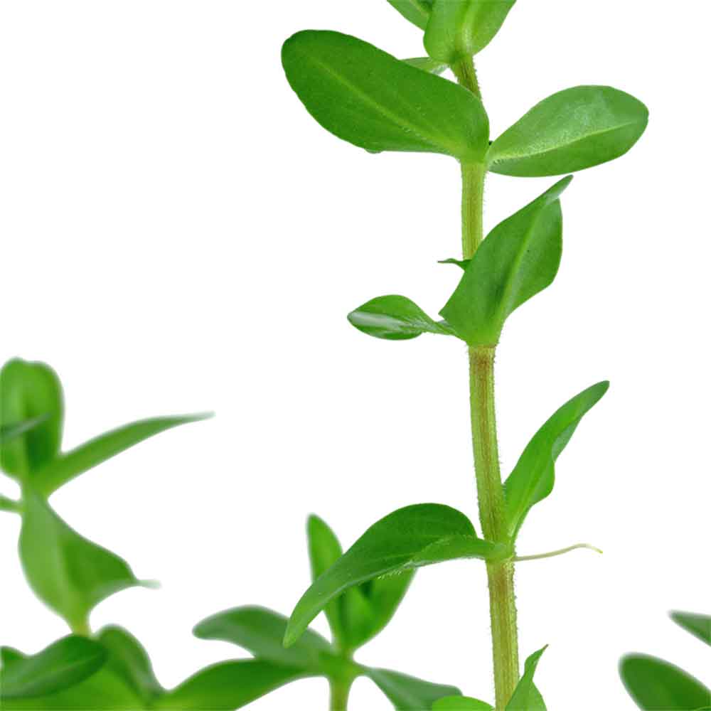 Tropica Bacopa Caroliniana in vasetto