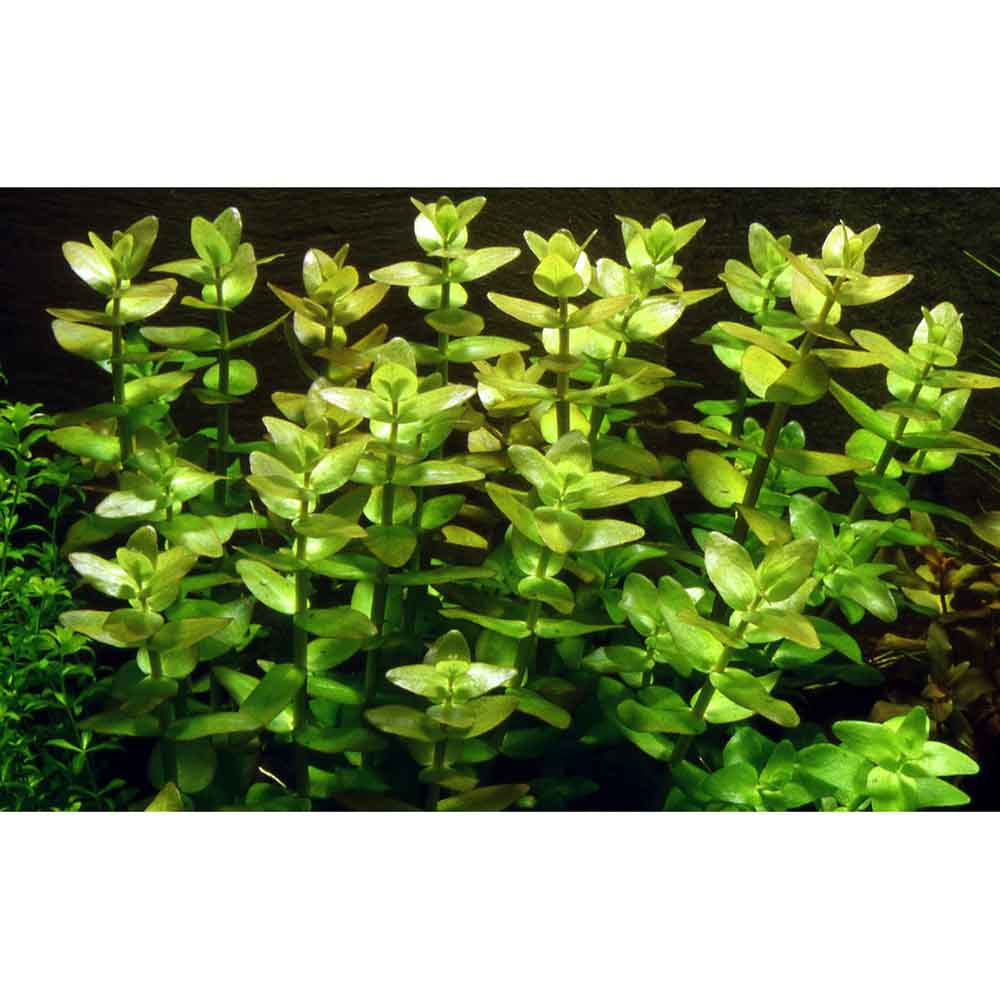 Tropica Bacopa Caroliniana in vasetto