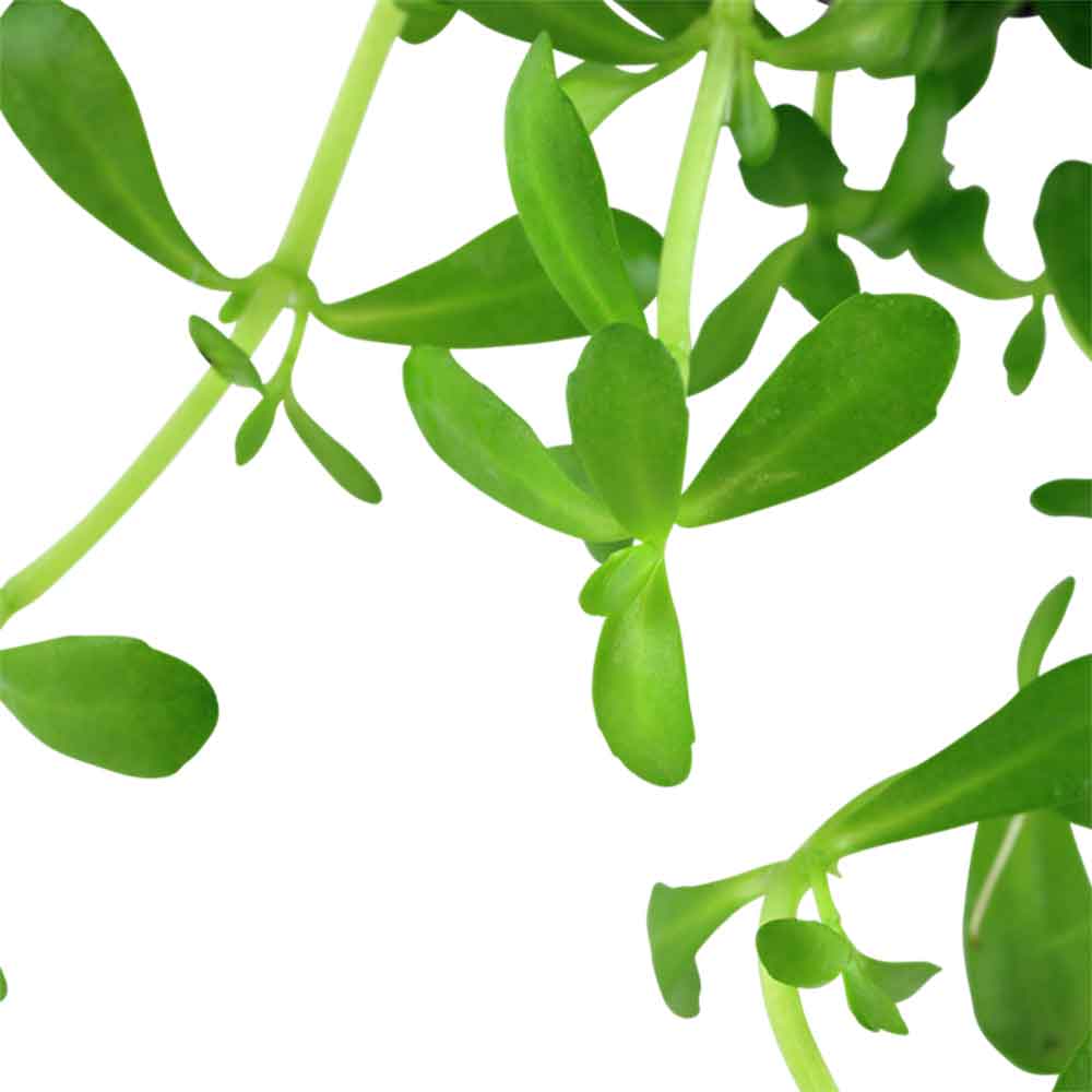 Tropica Bacopa Compact in vasetto