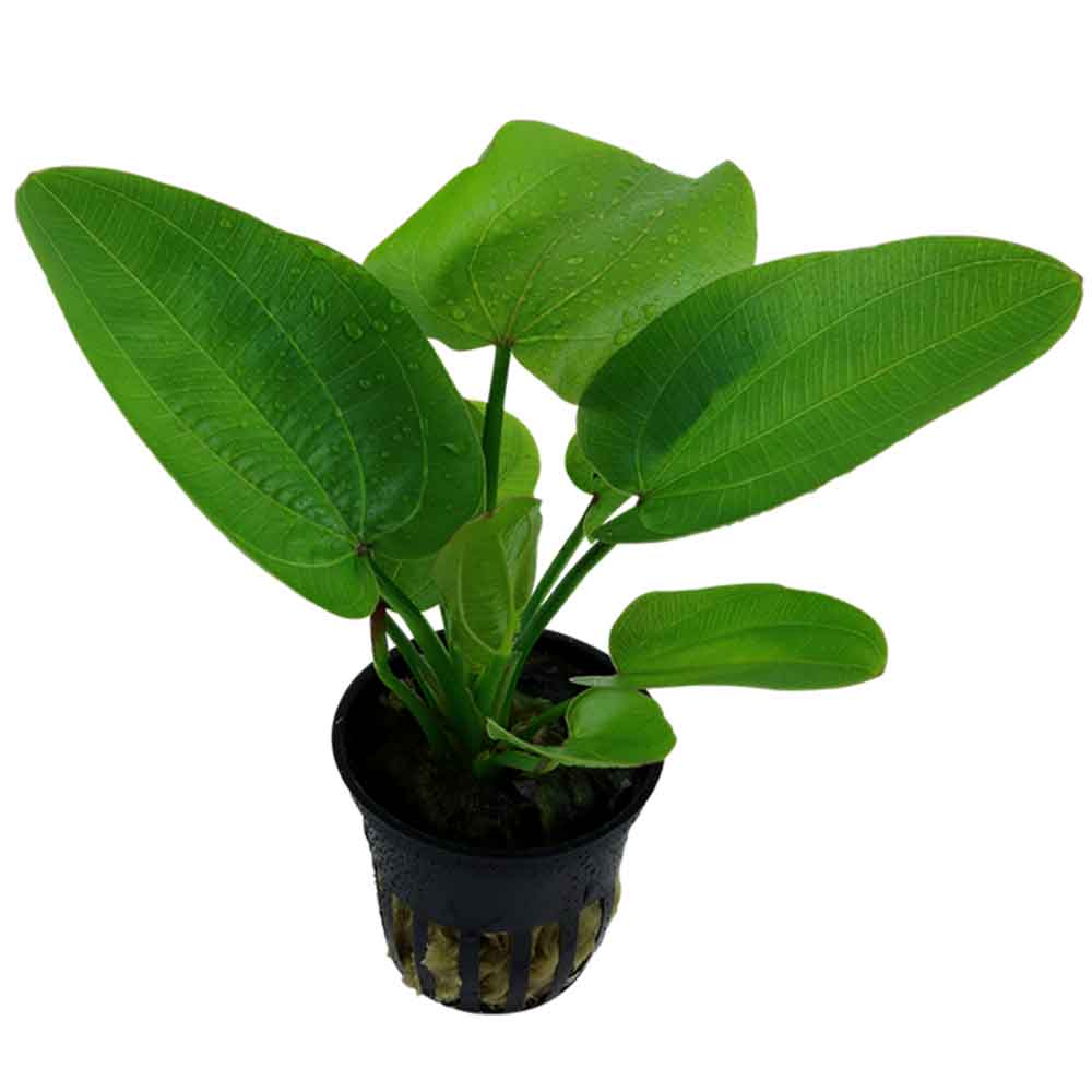 Tropica Echinodorus Aquartica in vasetto
