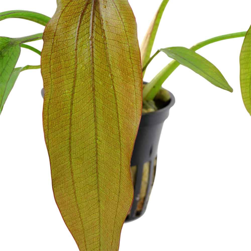 Tropica Echinodorus Red Diamond in vasetto