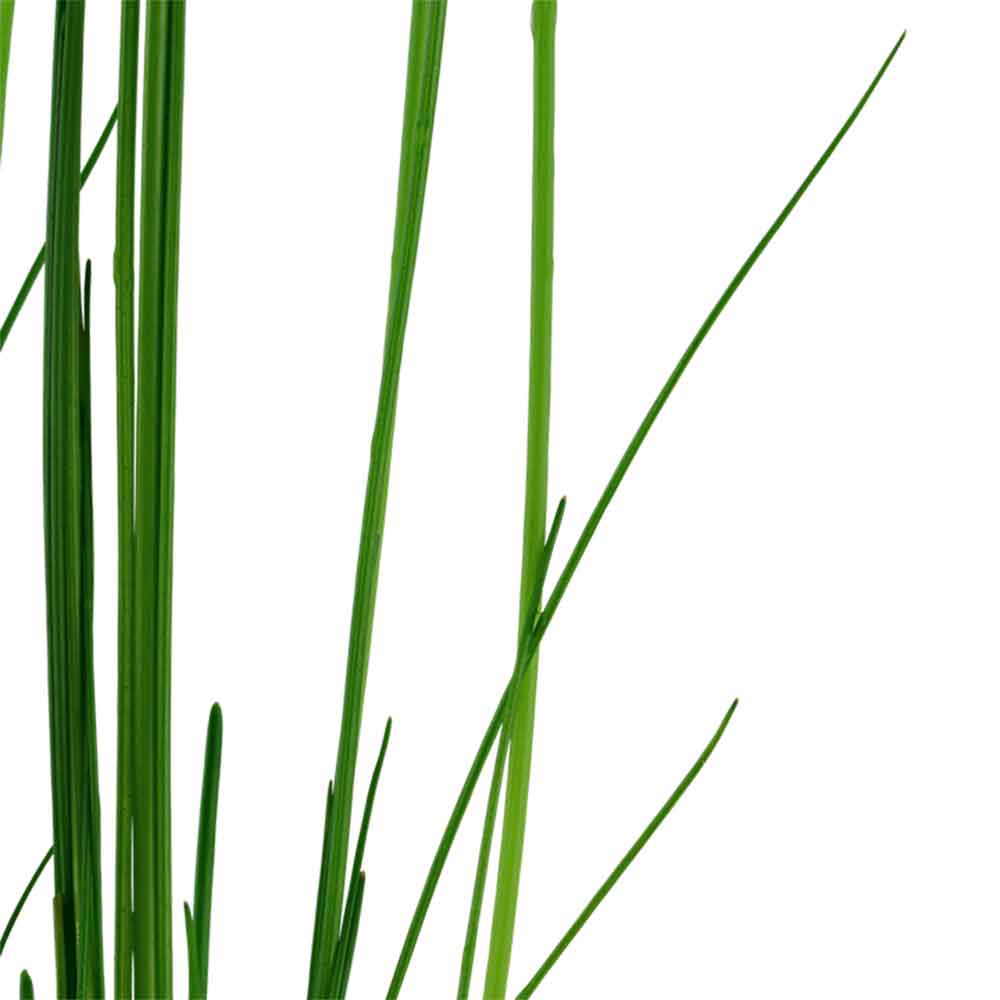 Tropica Eleocharis Sp. in vasetto