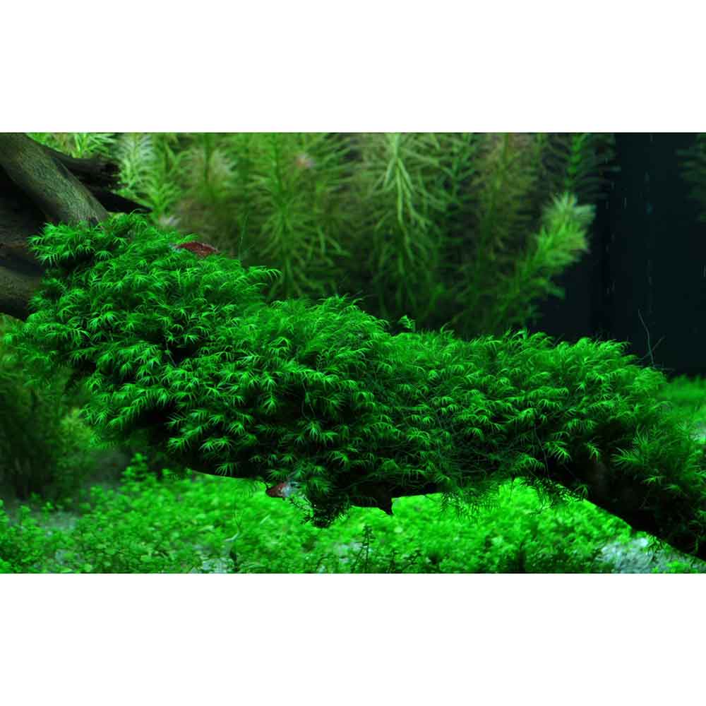 Tropica Fissidens Fontanus porzione su rete