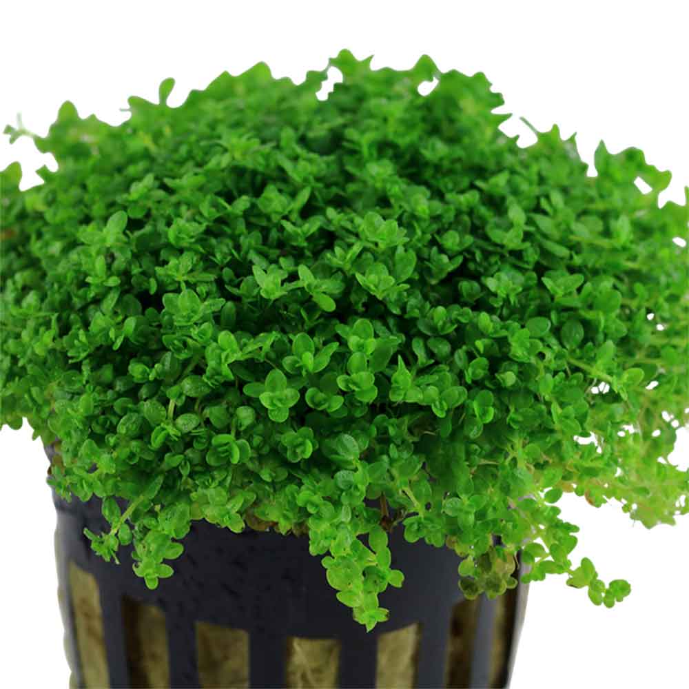 Tropica Hemianthus Callitrichoides &quot;Cuba&quot; in vasetto