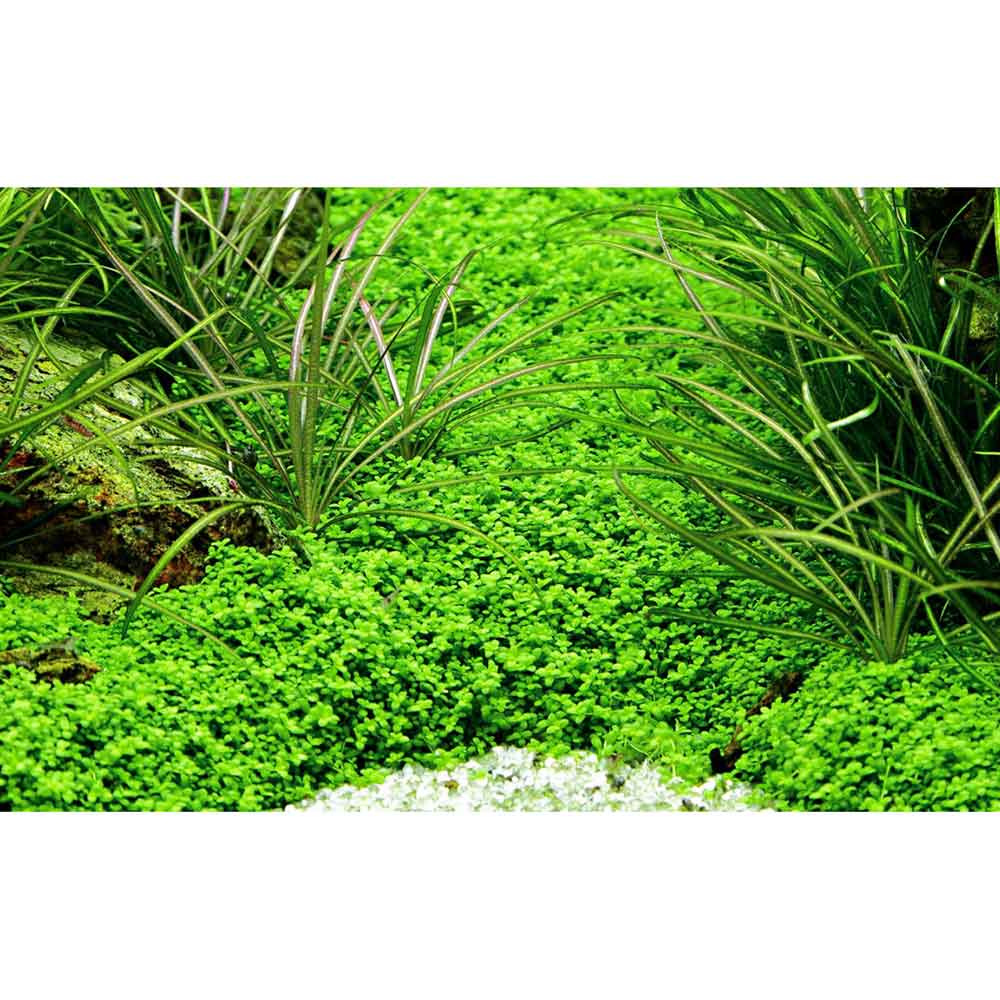 Tropica Hemianthus Callitrichoides &quot;Cuba&quot; in vasetto