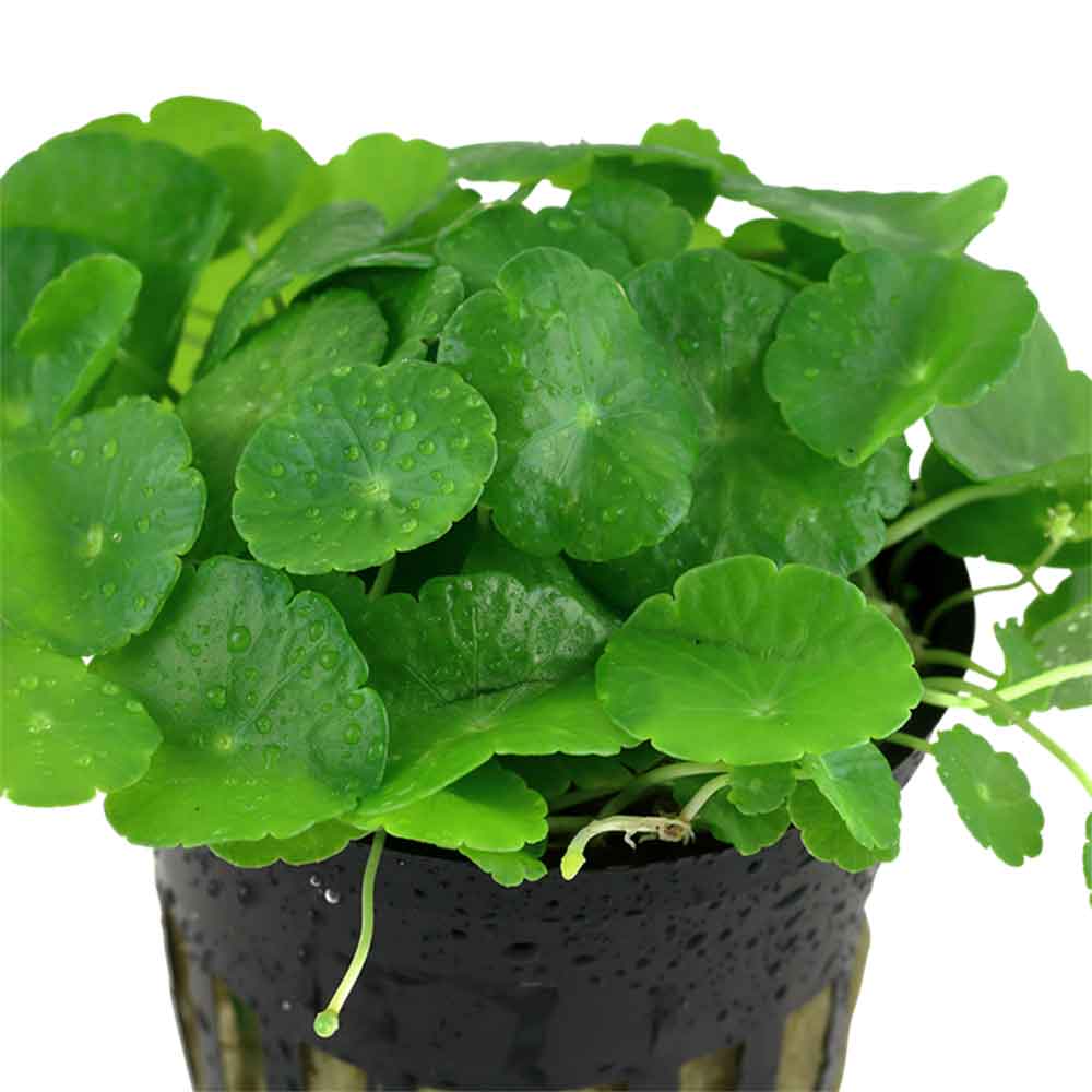 Tropica Hydrocotyle Verticillata in vasetto