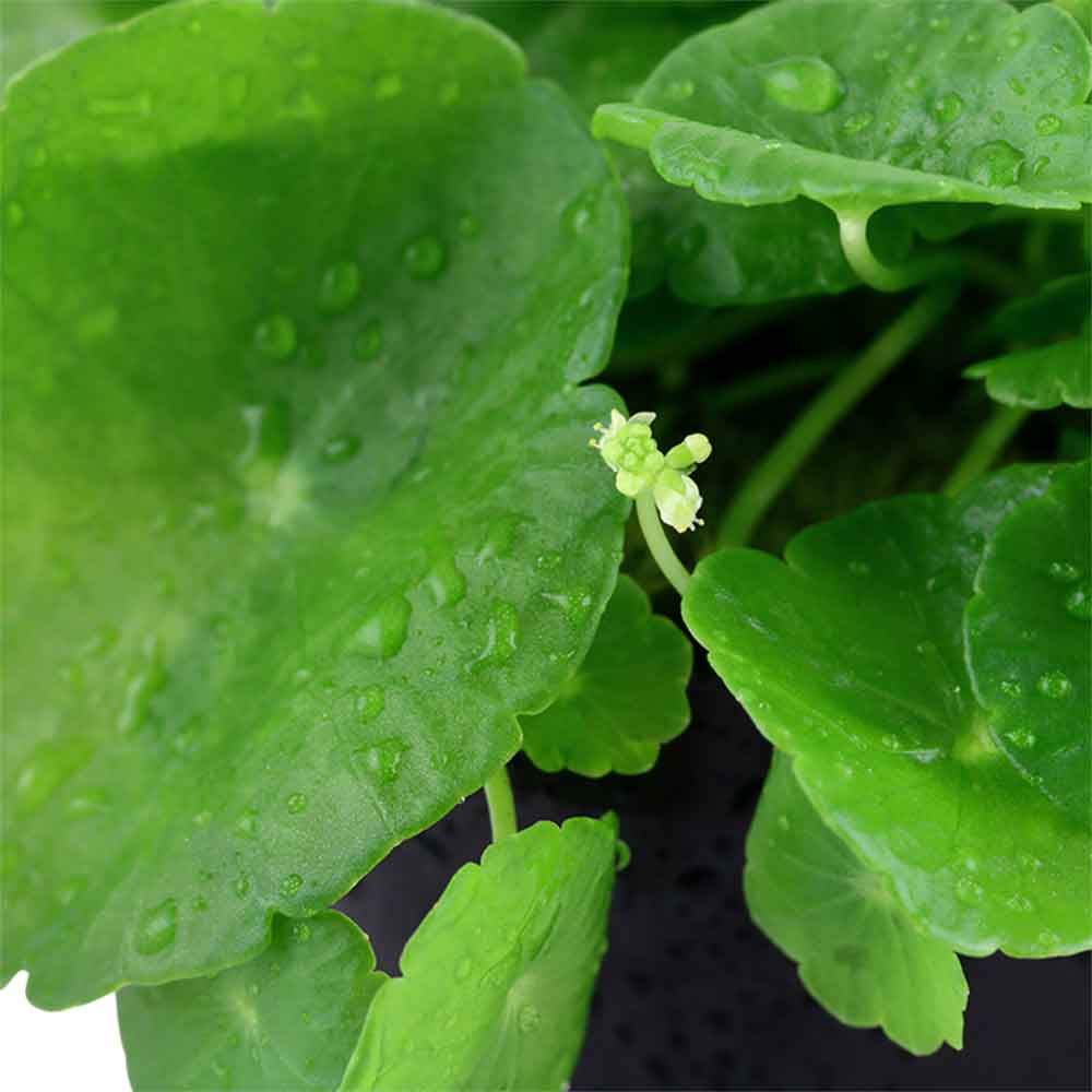 Tropica Hydrocotyle Verticillata in vasetto
