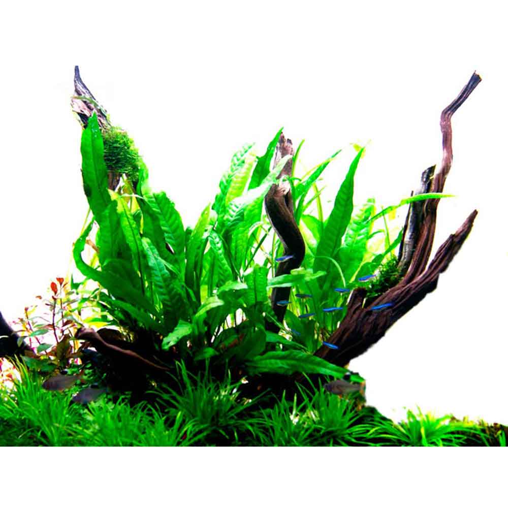 Tropica Microsorum Pteropus in vasetto