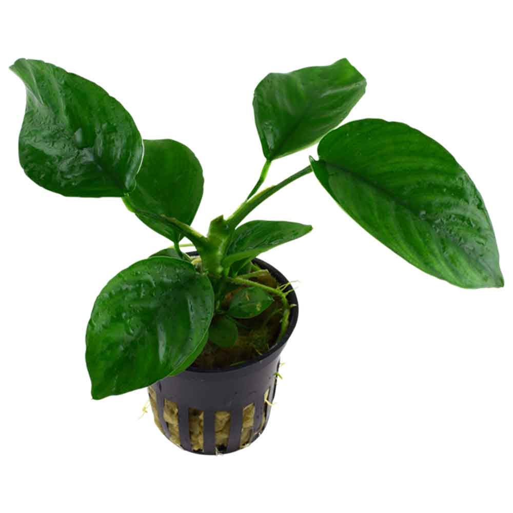 Tropica Single Package Anubias Barteri Caladiifolia vasetto