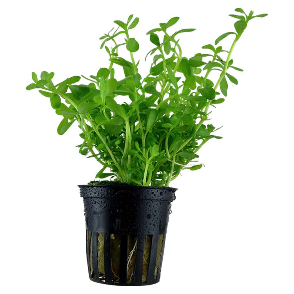 Tropica Single Package Bacopa &quot;Compact&quot; vasetto