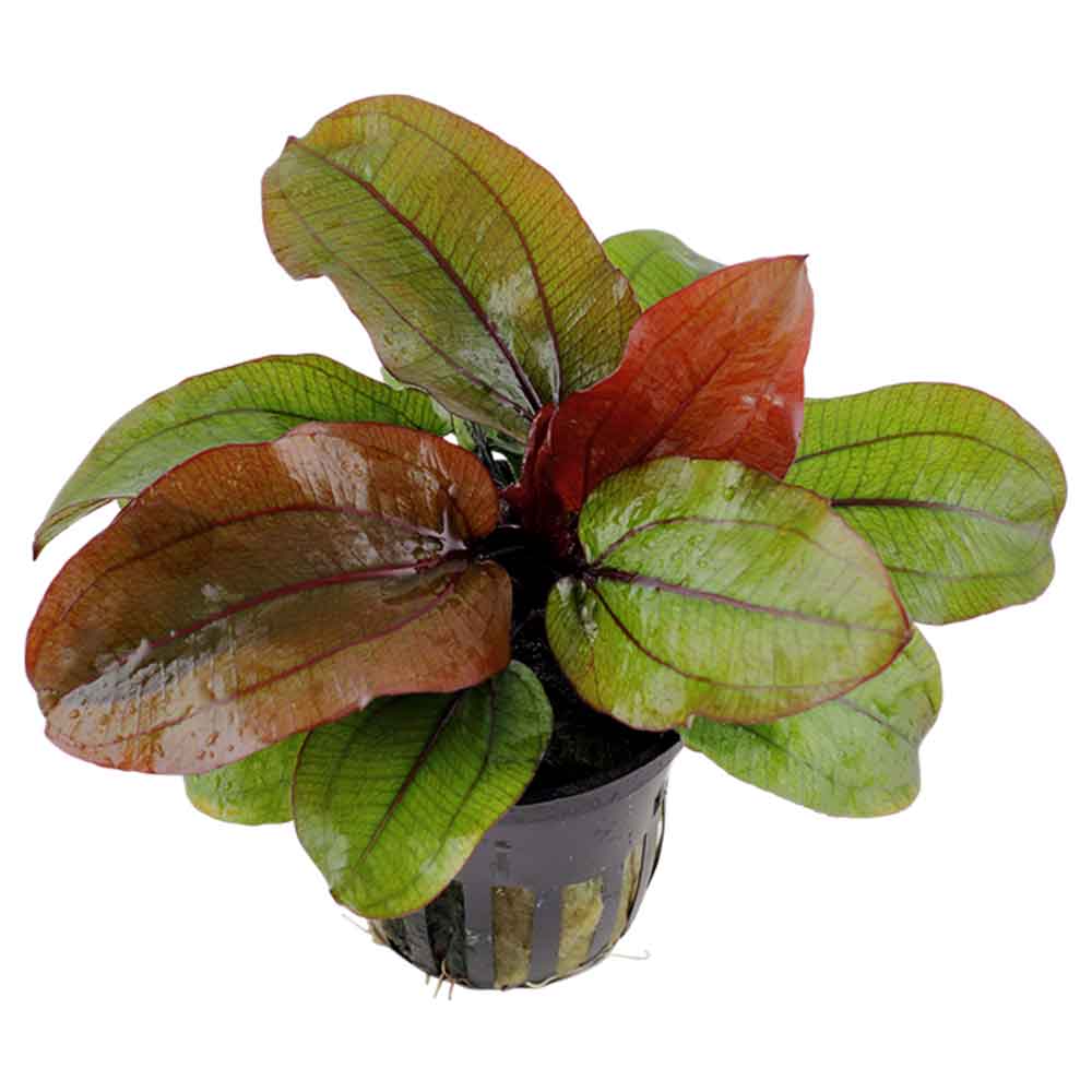 Tropica Single Package Echinodorus Reni vasetto