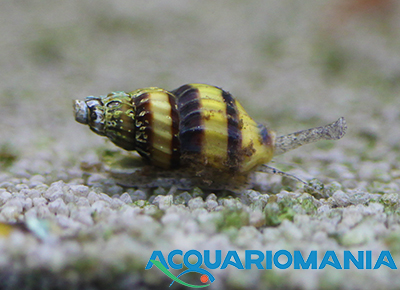 Anentome Helena Lumaca (Lumaca Killer) mangia Lumachine infestanti per acqua dolce