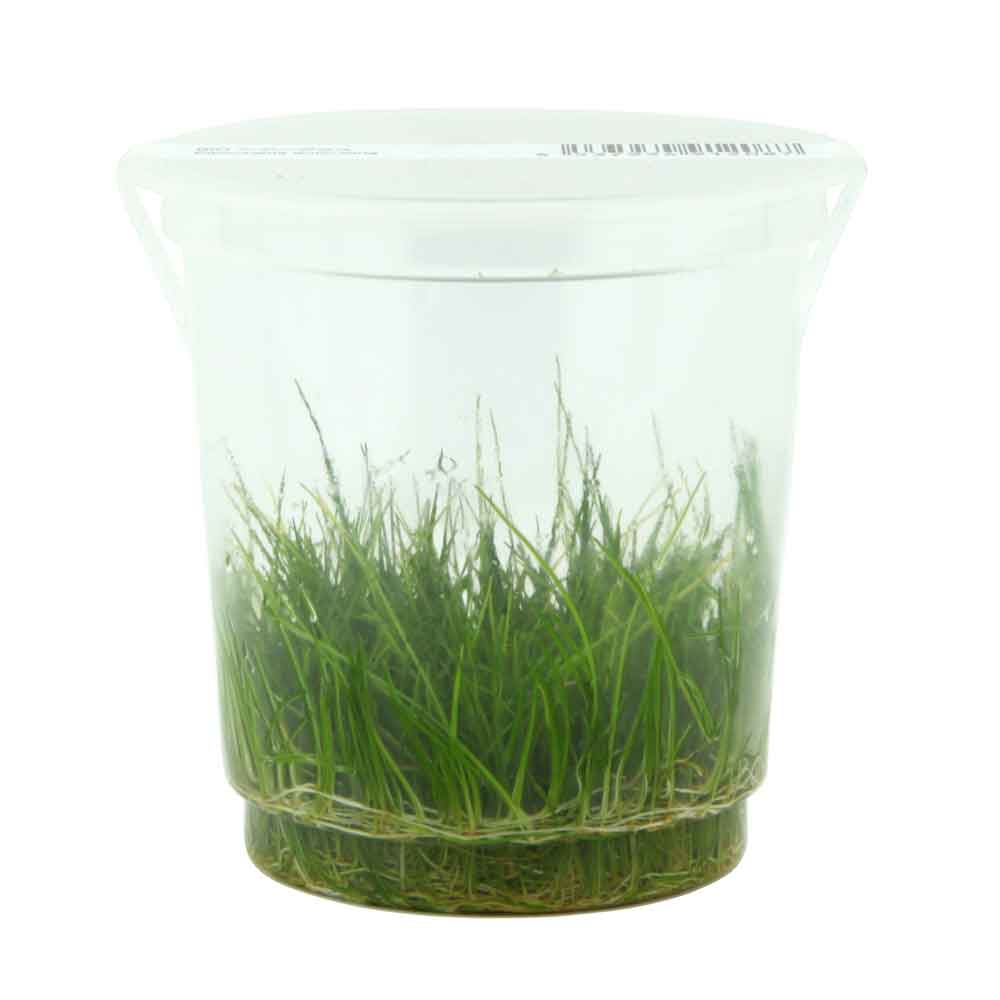 Ada Bio Mizukusa No Mori Eleocharis acicularis in Vitro Cup