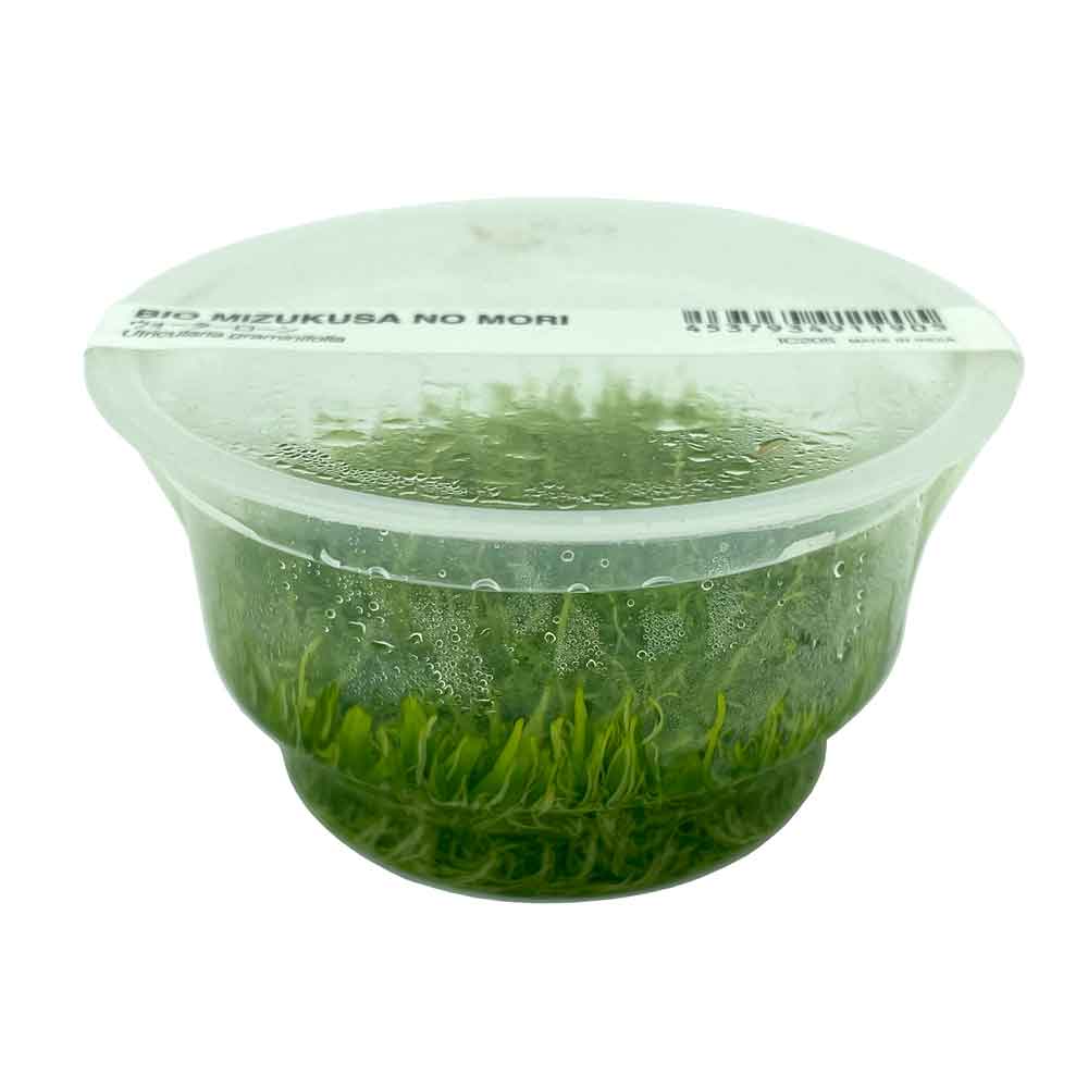 Ada Bio Mizukusa No Mori Utricularia graminifolia in Vitro Cup (8Ø-5H)