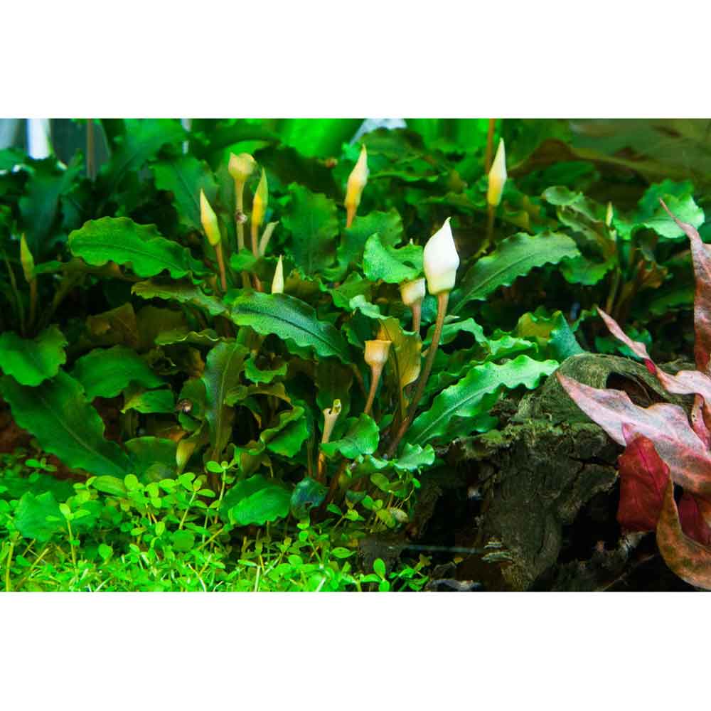 Tropica Bucephalandra pygmaea 'Bukit Kalem'