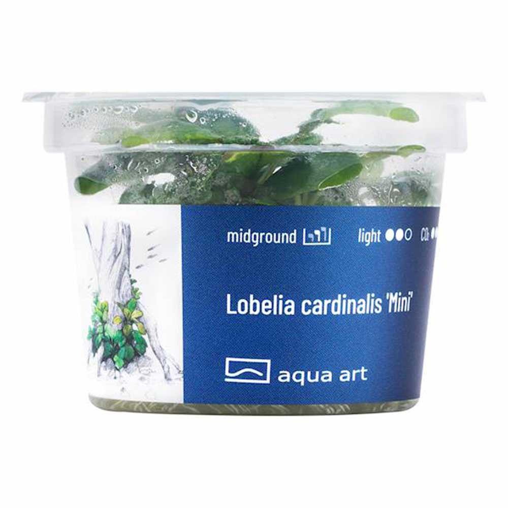 Aqua Art Alternanthera reineckii &quot;Lilacina&quot; in Vitro Cup