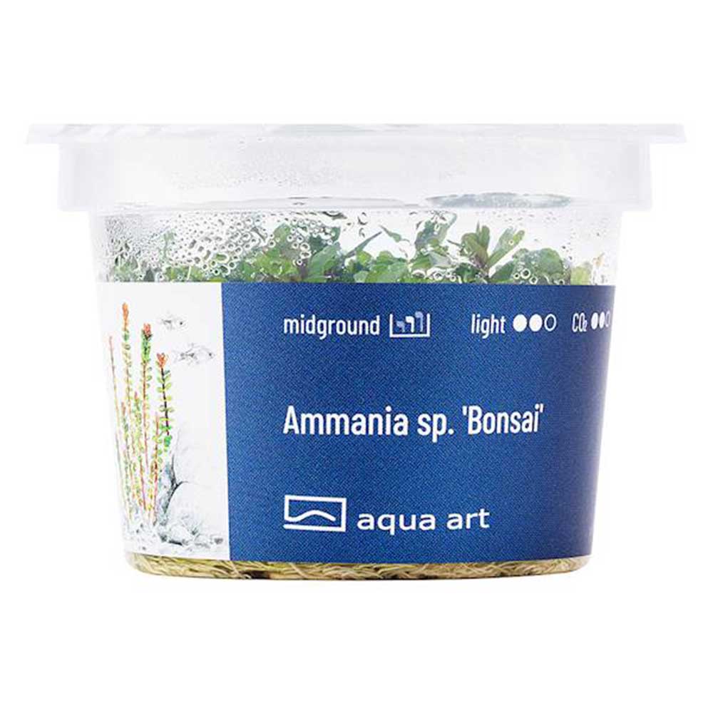 Aqua Art Alternanthera reineckii &quot;Lilacina&quot; in Vitro Cup