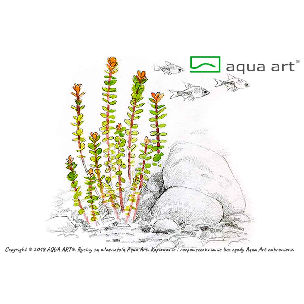 Aqua Art Alternanthera reineckii &quot;Lilacina&quot; in Vitro Cup