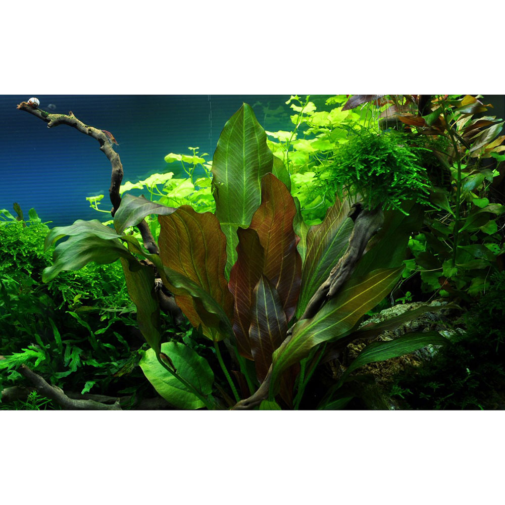 Tropica 1•2•Grow! Echinodorus &quot;Reni&quot; in Vitro Cup