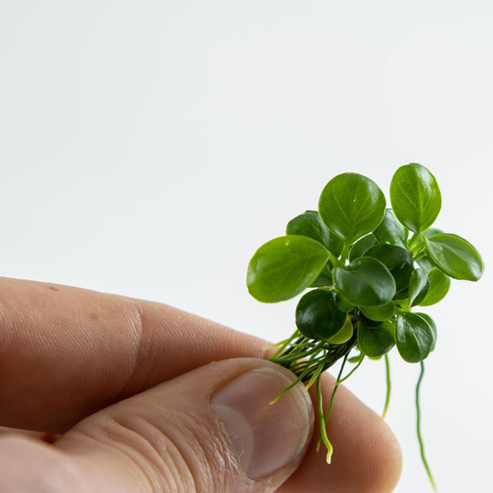 Tropica 1•2•Grow! Anubias &quot;Mini Coin&quot;