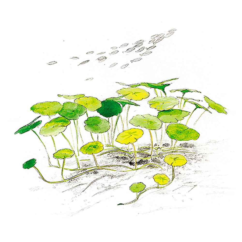 Aqua Art Hydrocotyle sp. in Cup Vitro