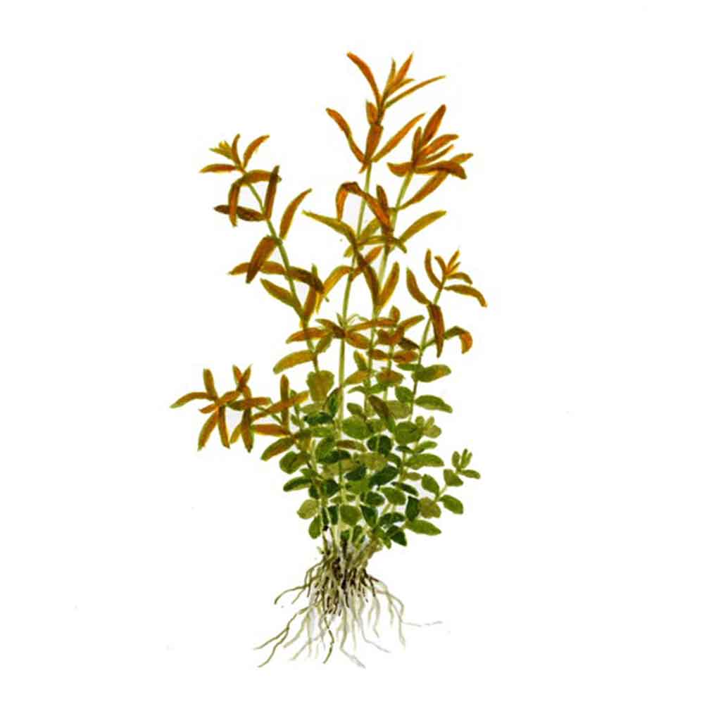 Tropica Single Package Rotala rotundifolia