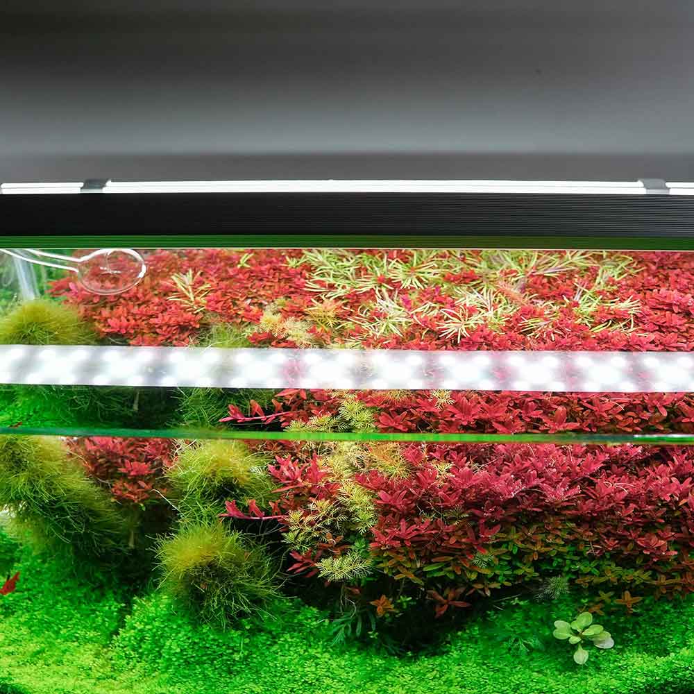 Chihiros B120 Plafoniera Led RGB con Controller per vasche 120-140cm 51W